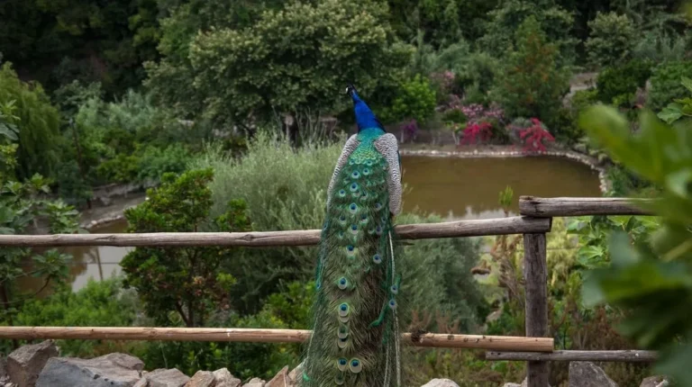 Botanical Garden Rolling Car Rentals Chania Crete